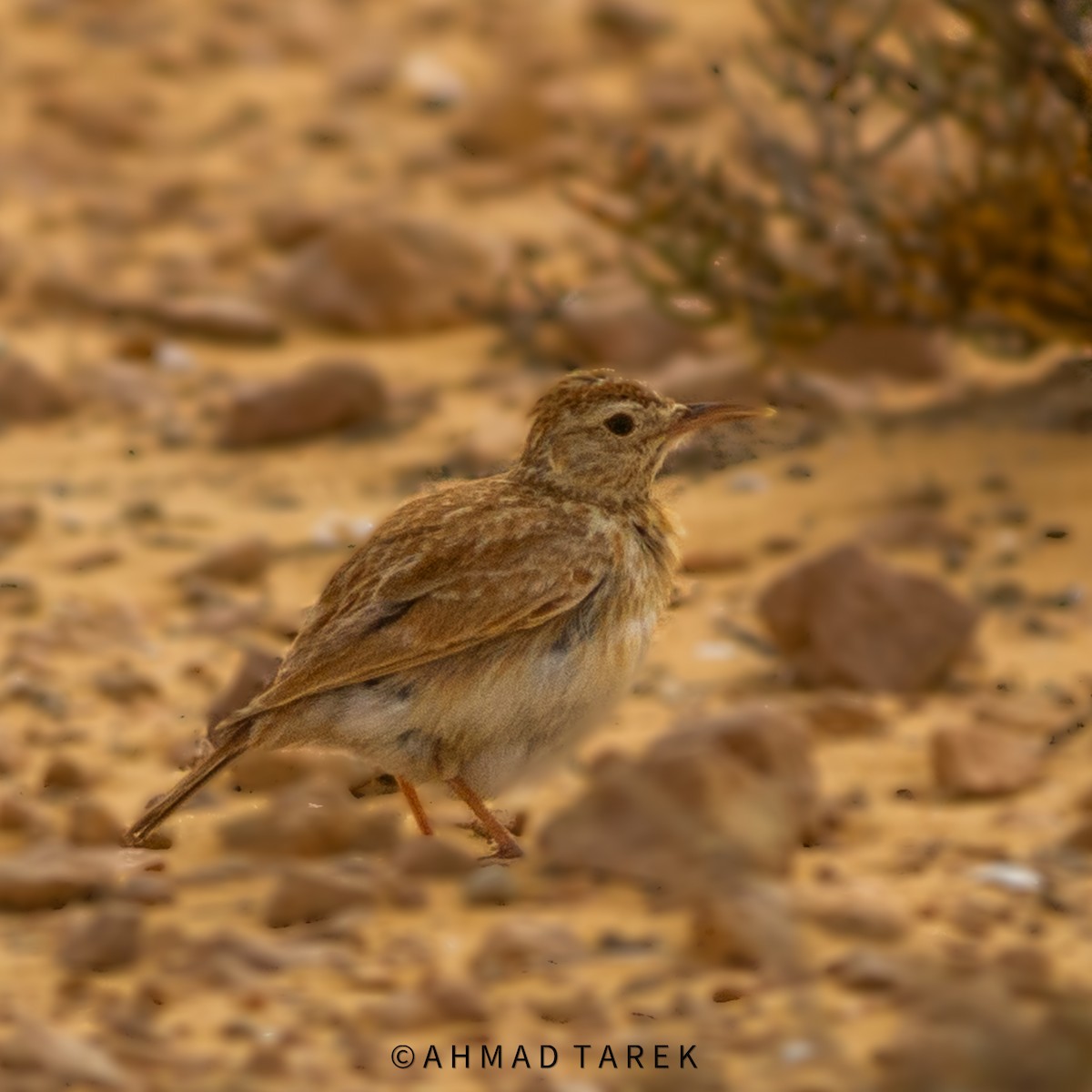 Dupont's Lark - Ahmad Tarek