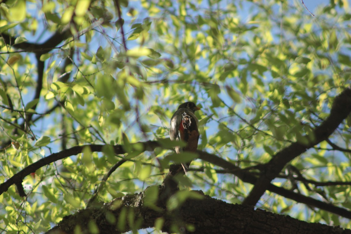 Trogon élégant - ML618564528