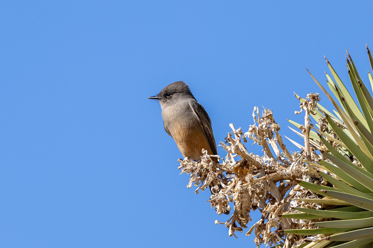 Say's Phoebe - Paul Bawby