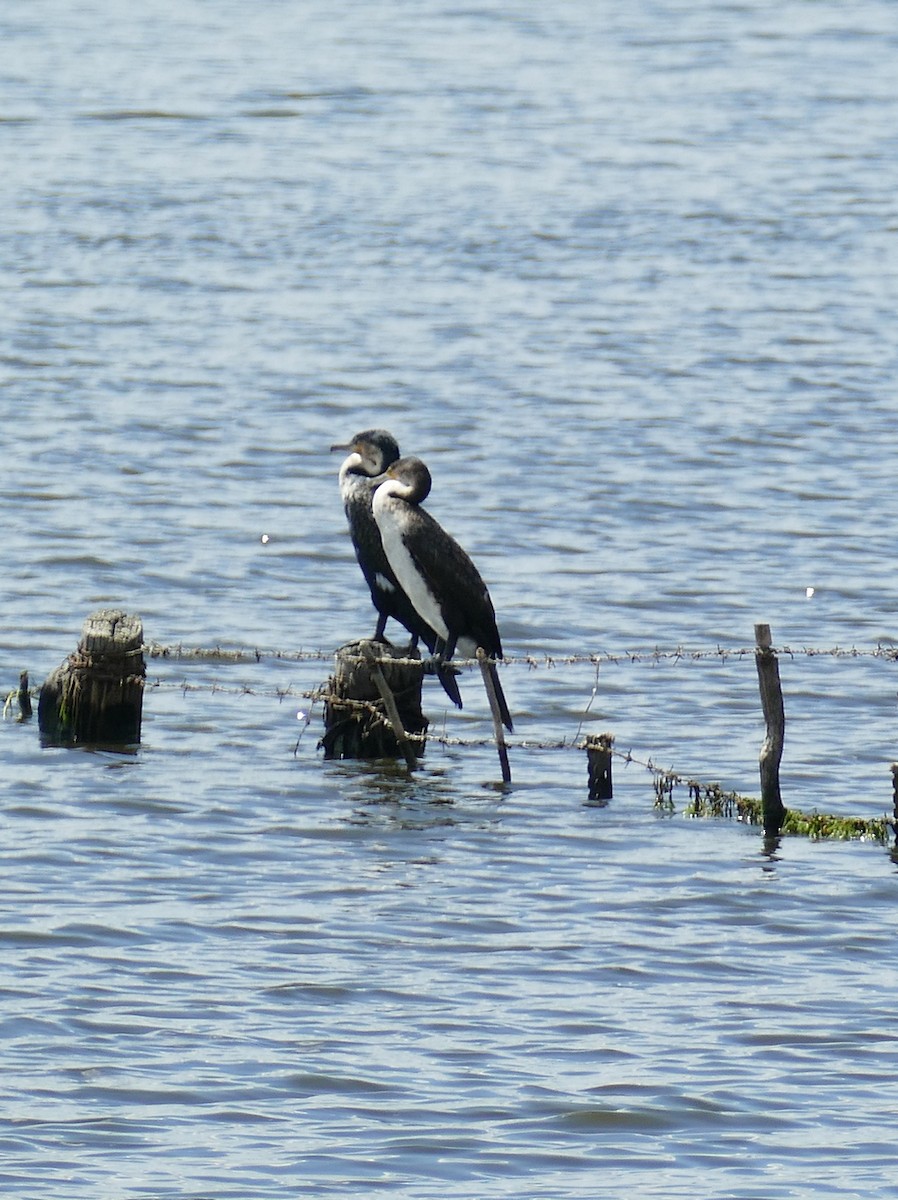 Great Cormorant (White-breasted) - Jens Thalund