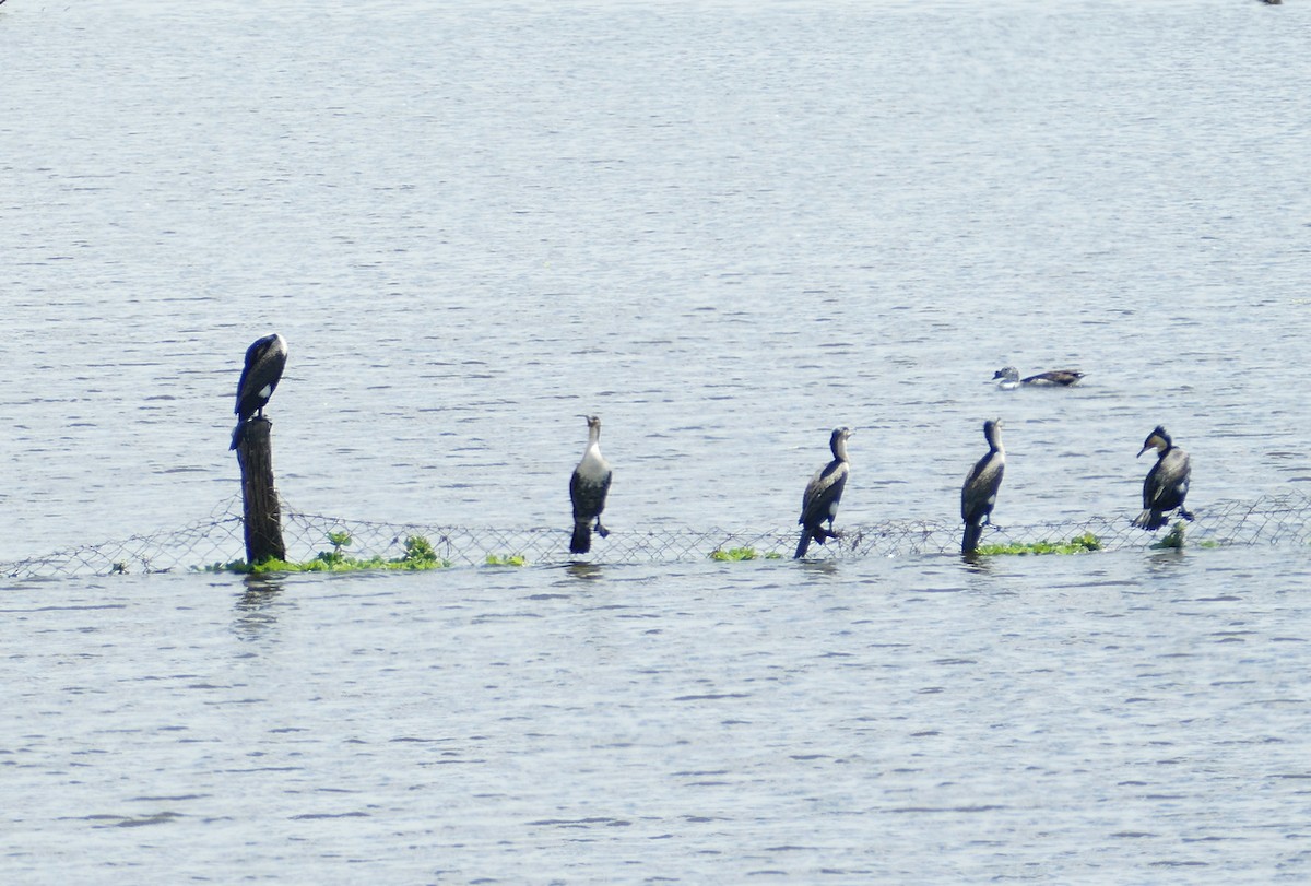 Great Cormorant (White-breasted) - ML618564548