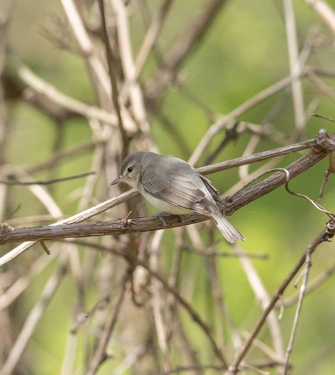 Warbling Vireo - Hin Ki  & Queenie  Pong