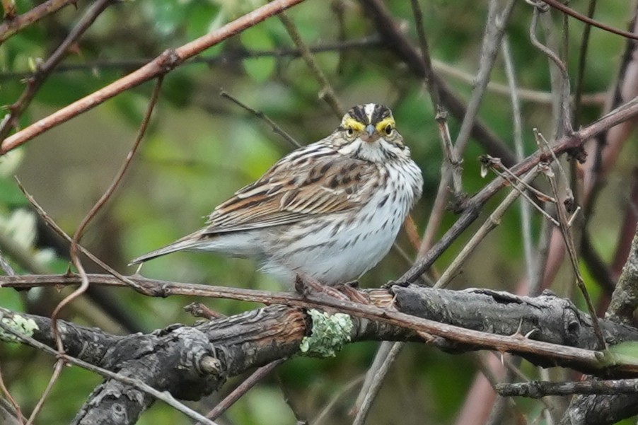 Savannah Sparrow - Bob Yankou