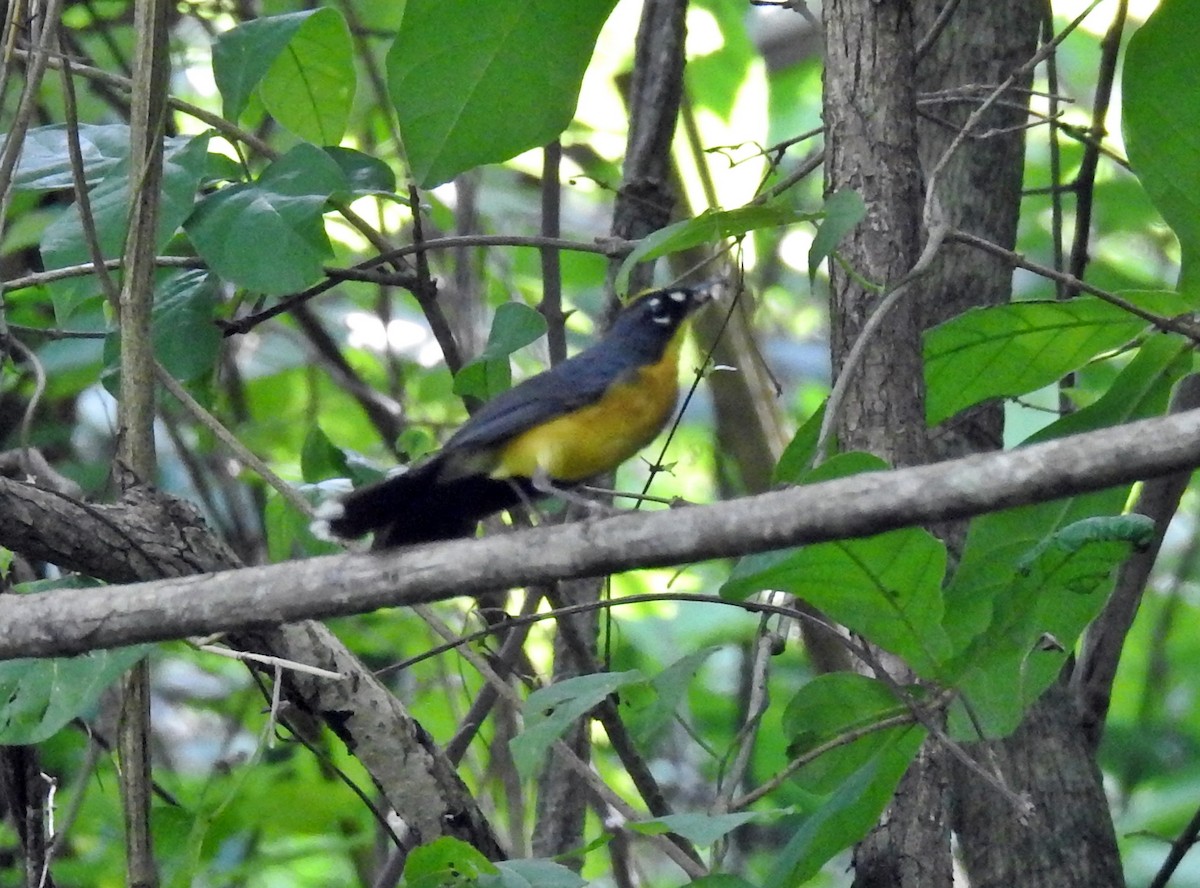 Fan-tailed Warbler - Romel Romero