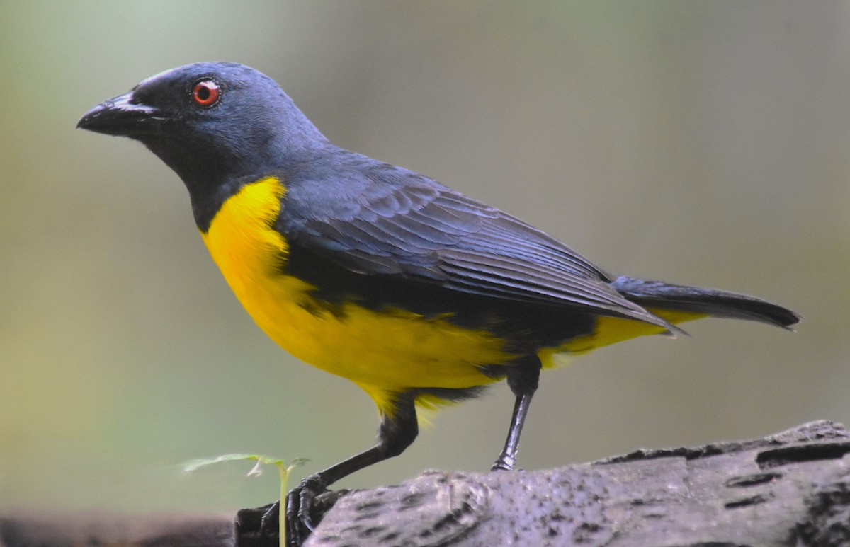 Blue-and-gold Tanager - Rodolfo Dodero