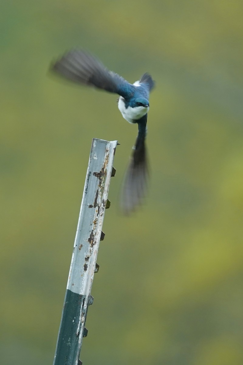 Tree Swallow - Bob Yankou