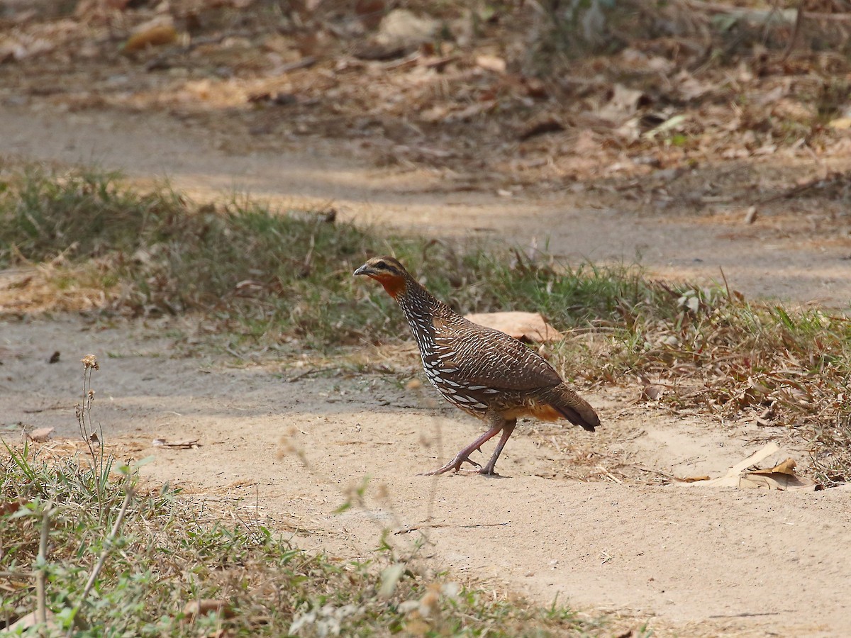 Swamp Francolin - Keith Valentine