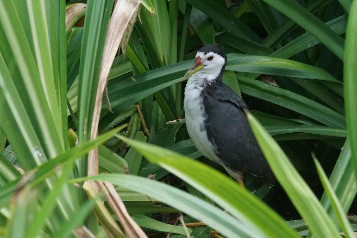 White-breasted Waterhen - Mike Pennington