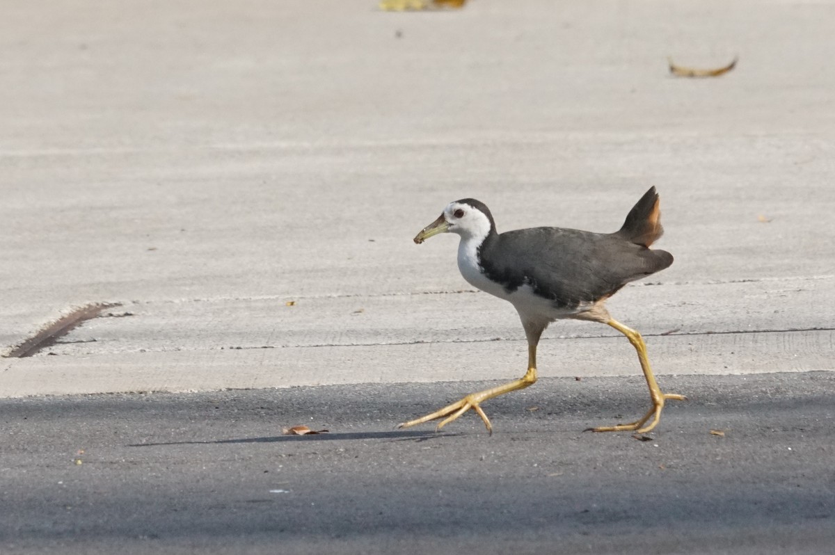 White-breasted Waterhen - Mike Pennington