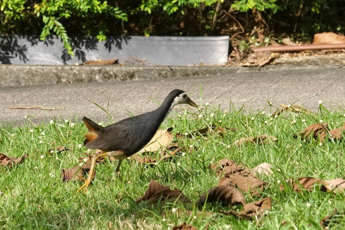 White-breasted Waterhen - Mike Pennington