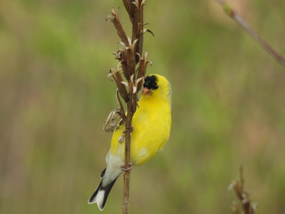 American Goldfinch - Julia Eldridge