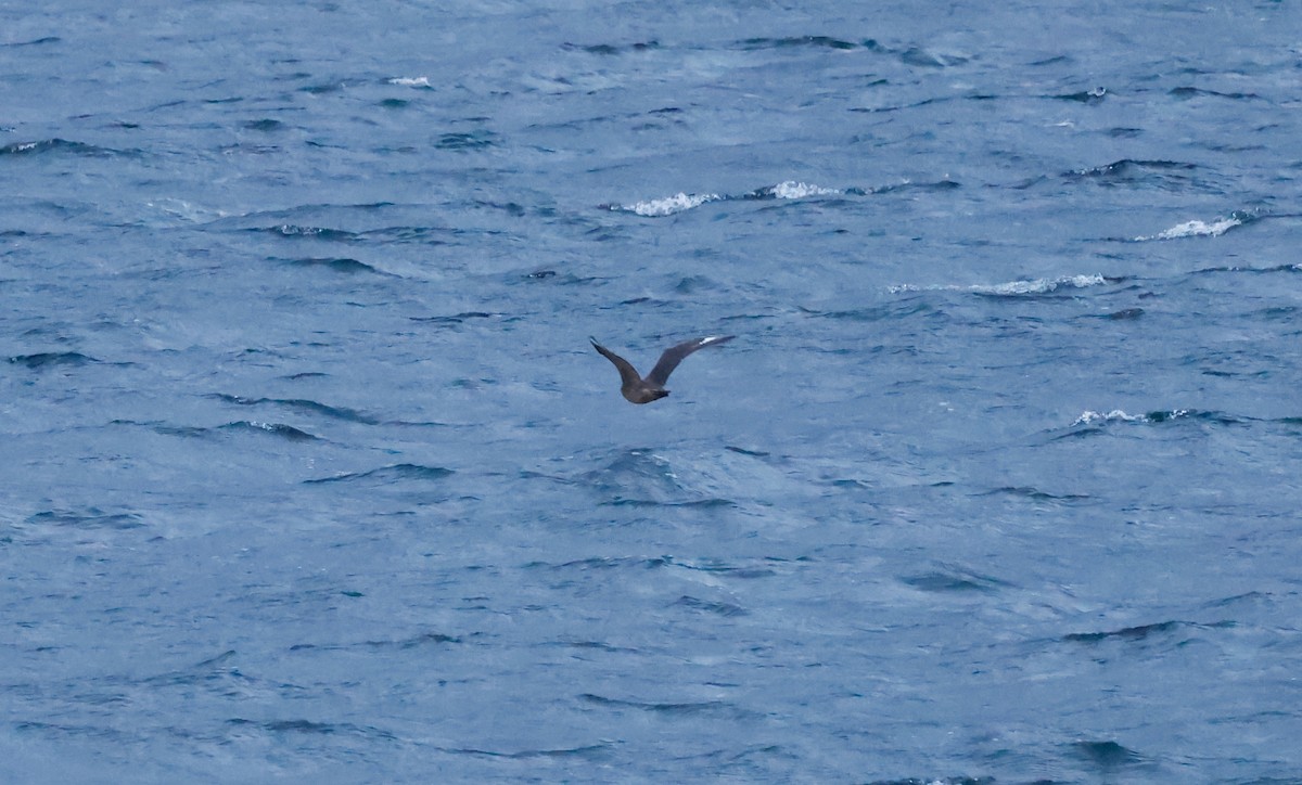 Chilean Skua - ML618564684