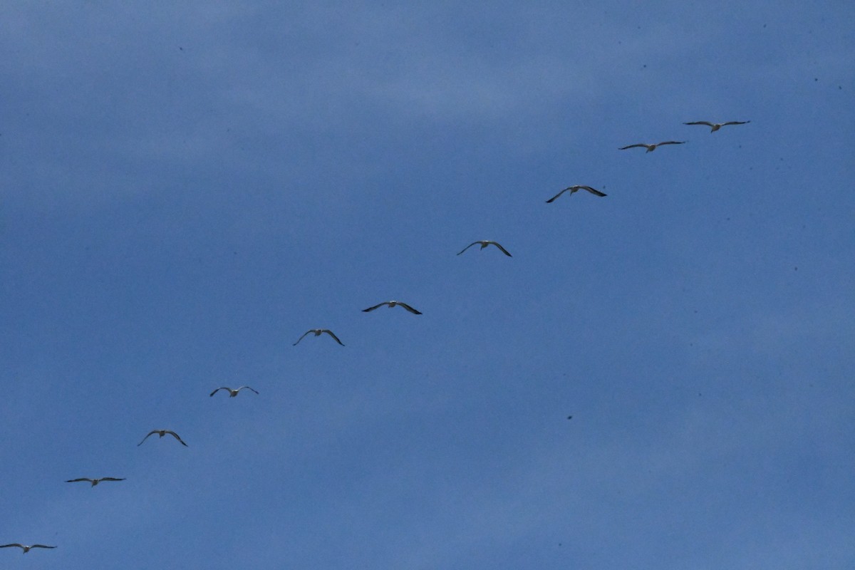 American White Pelican - Bill Williams