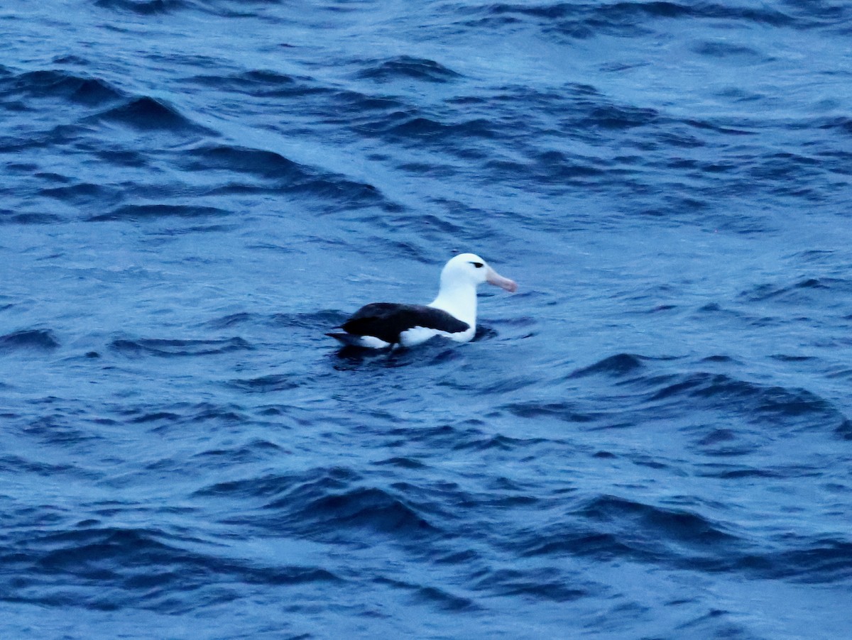 albatros černobrvý - ML618564696