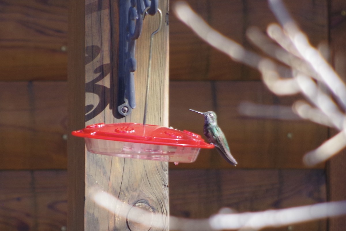 Rivoli's Hummingbird - ML618564697