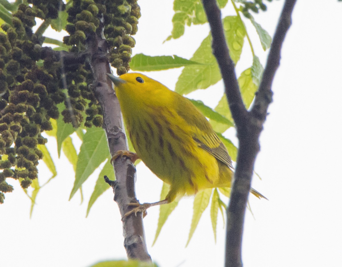 Yellow Warbler - ML618564739