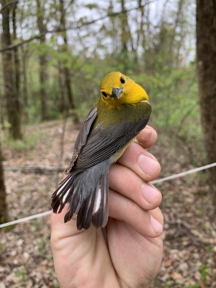 Prothonotary Warbler - Ben Nickley