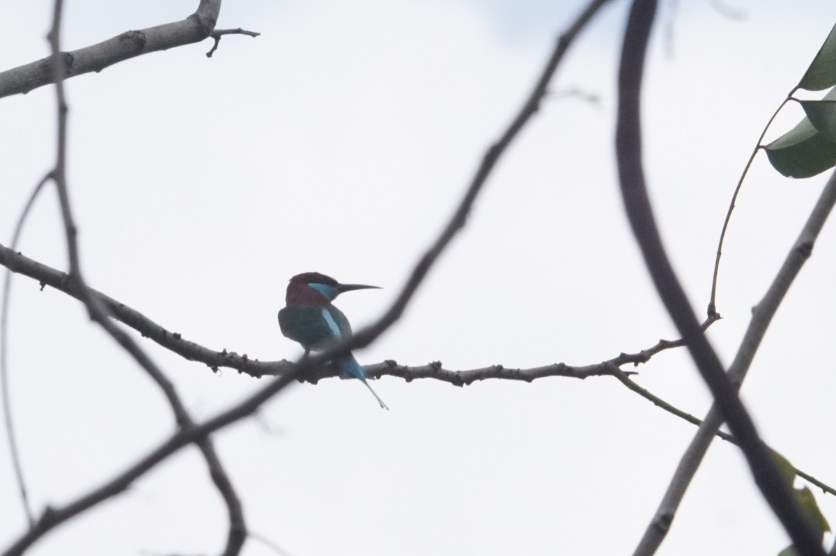 Blue-throated Bee-eater - Mike Pennington