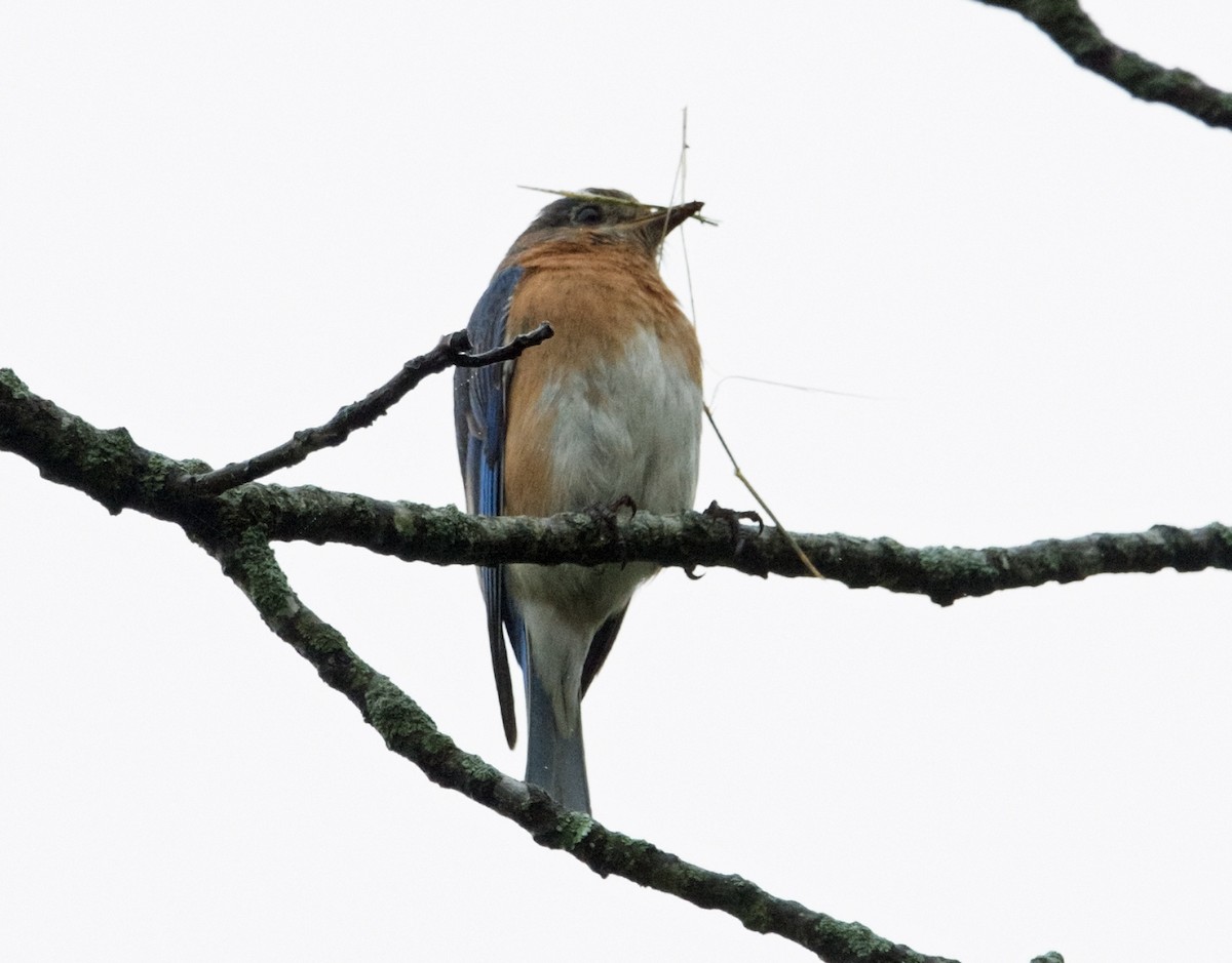 Eastern Bluebird - ML618564807