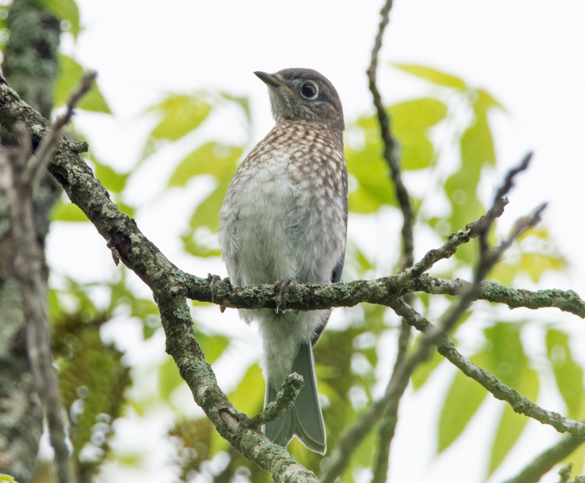 Eastern Bluebird - ML618564811