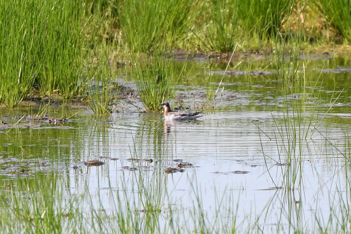 Phalarope à bec étroit - ML618564824