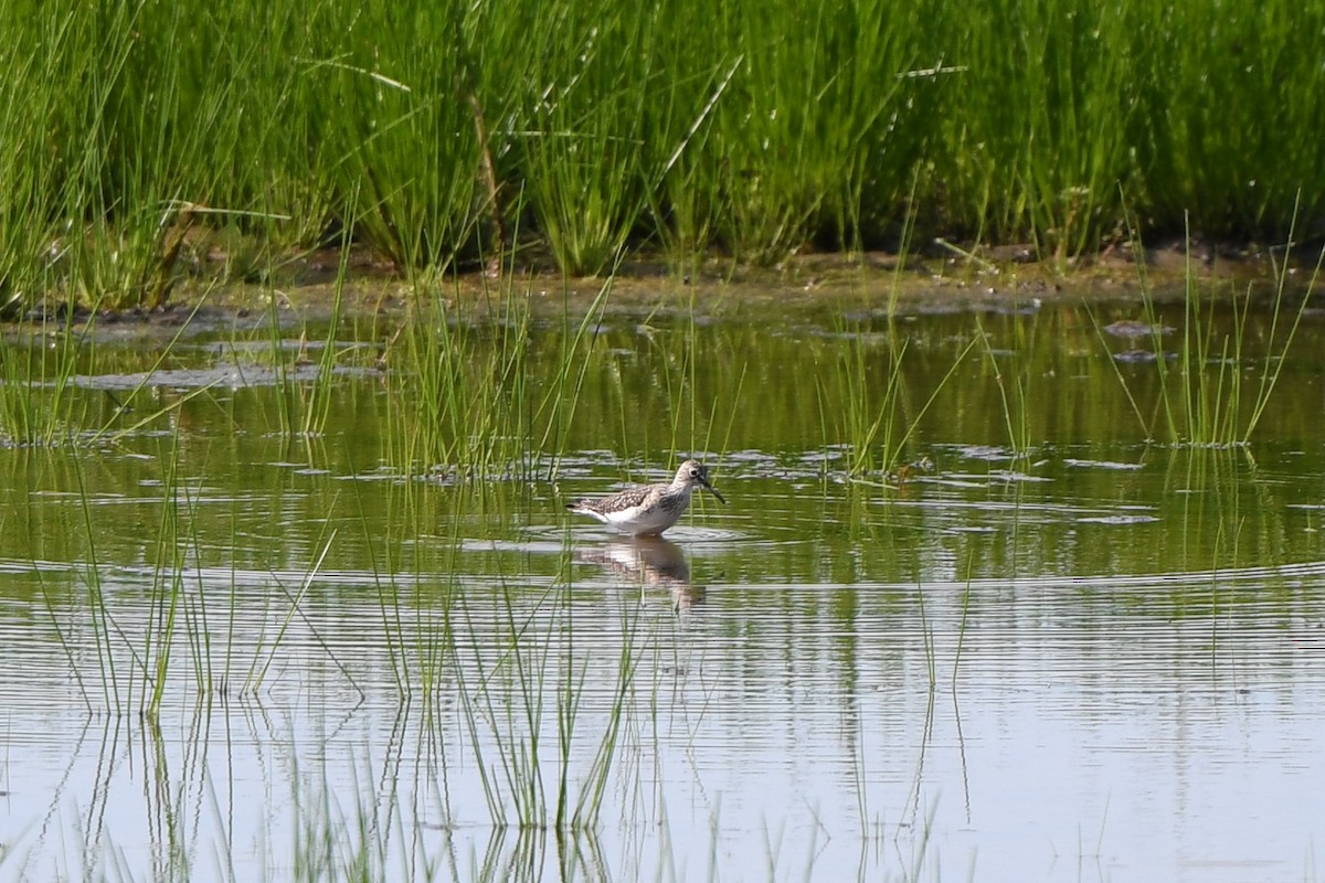 Solitary Sandpiper - Dave Joyce