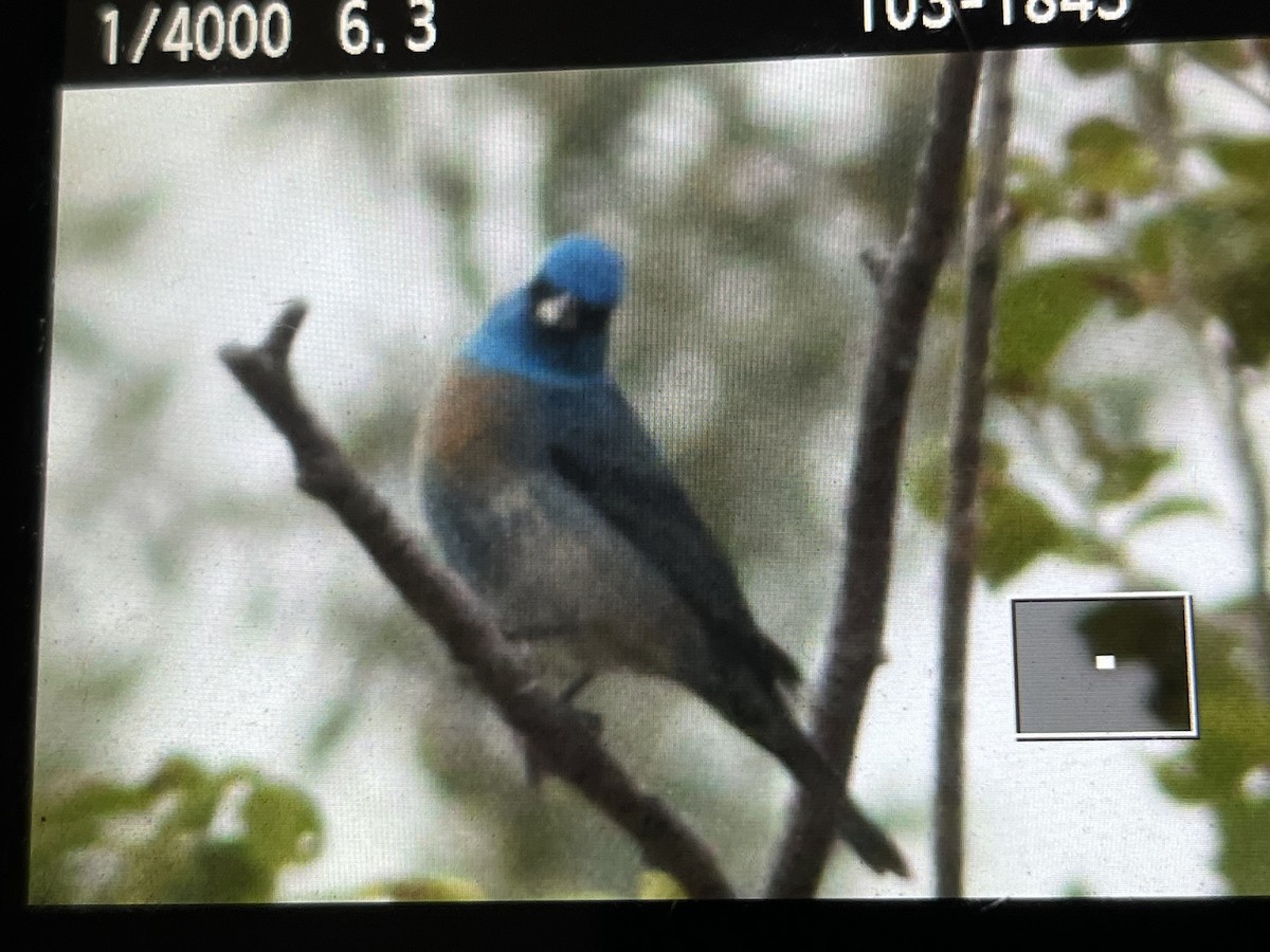 Lazuli x Indigo Bunting (hybrid) - Ethan Gyllenhaal