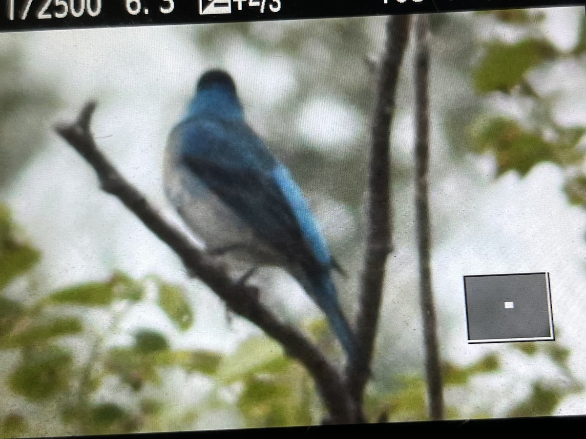 Lazuli x Indigo Bunting (hybrid) - Ethan Gyllenhaal