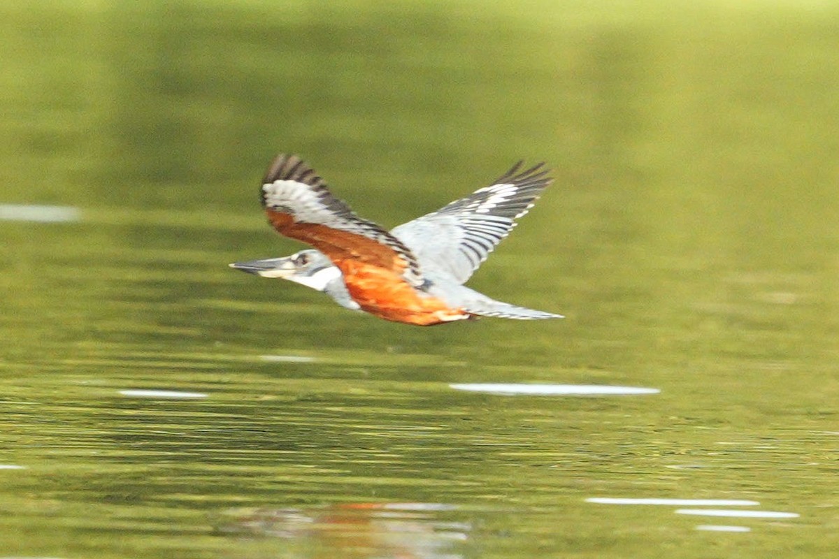 Ringed Kingfisher - ML618564853