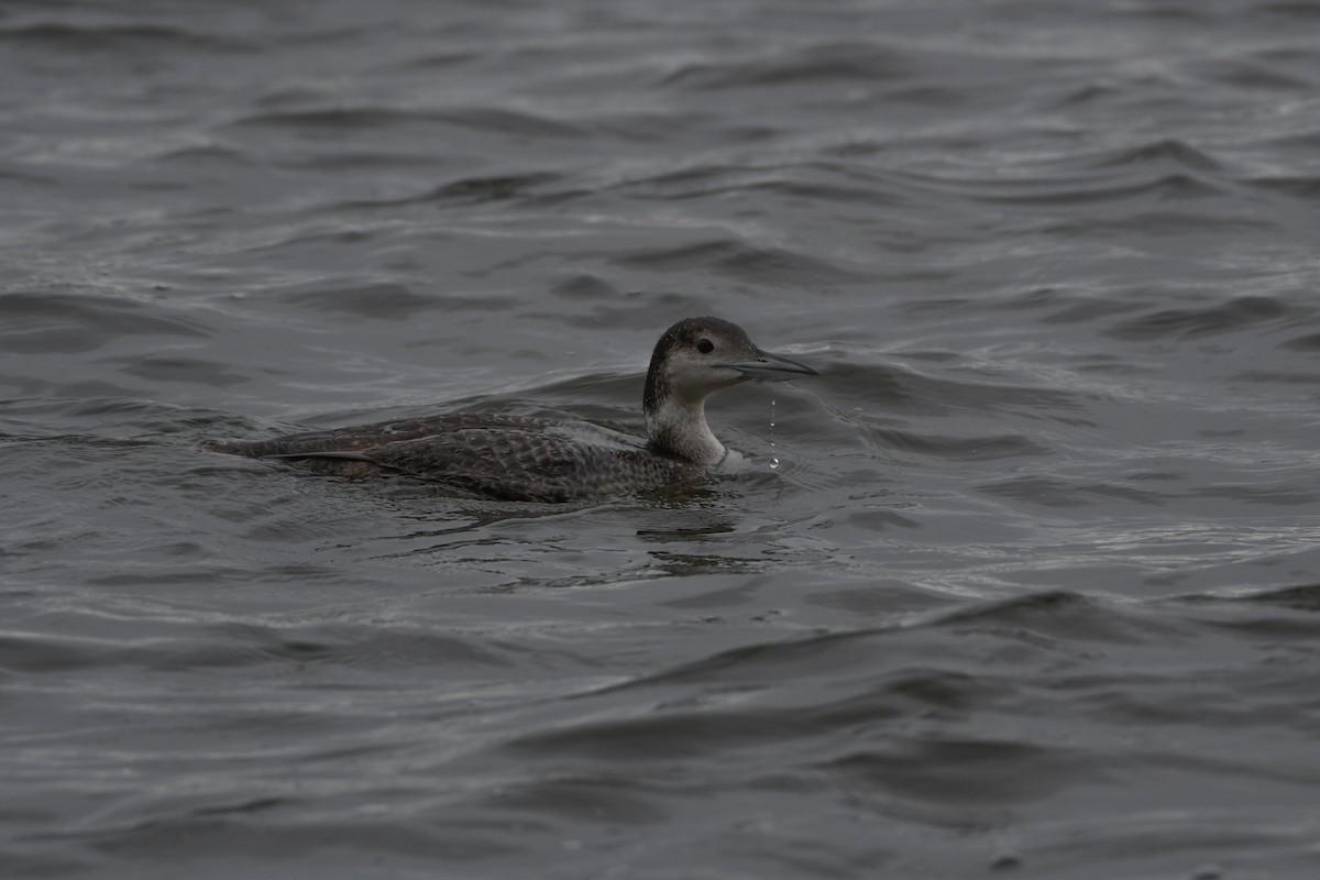 Common Loon - ML618564887