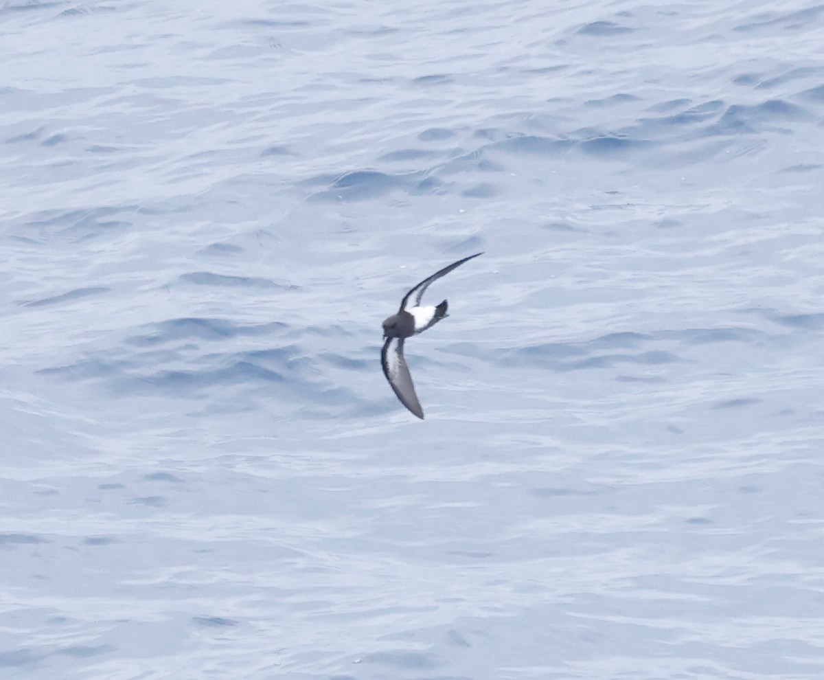 Black-bellied Storm-Petrel - Robert Wallace