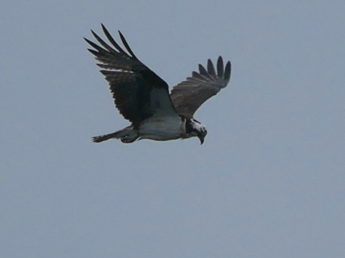 Águila Pescadora - ML618564894