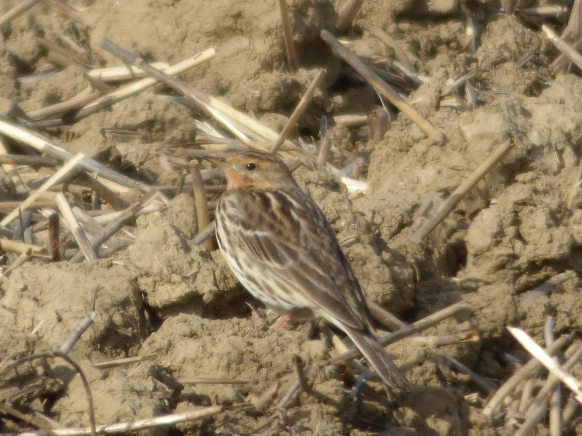 Red-throated Pipit - ML618564900