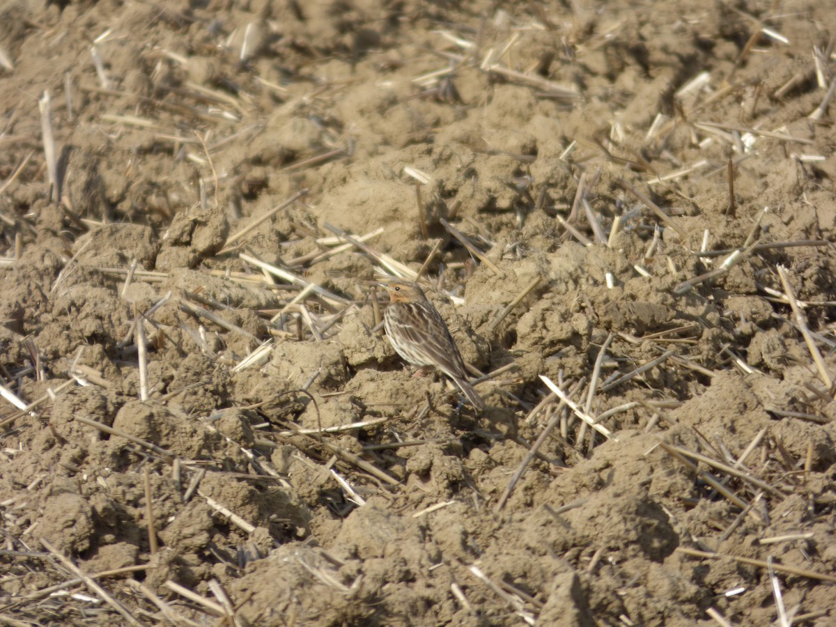 Red-throated Pipit - ML618564901