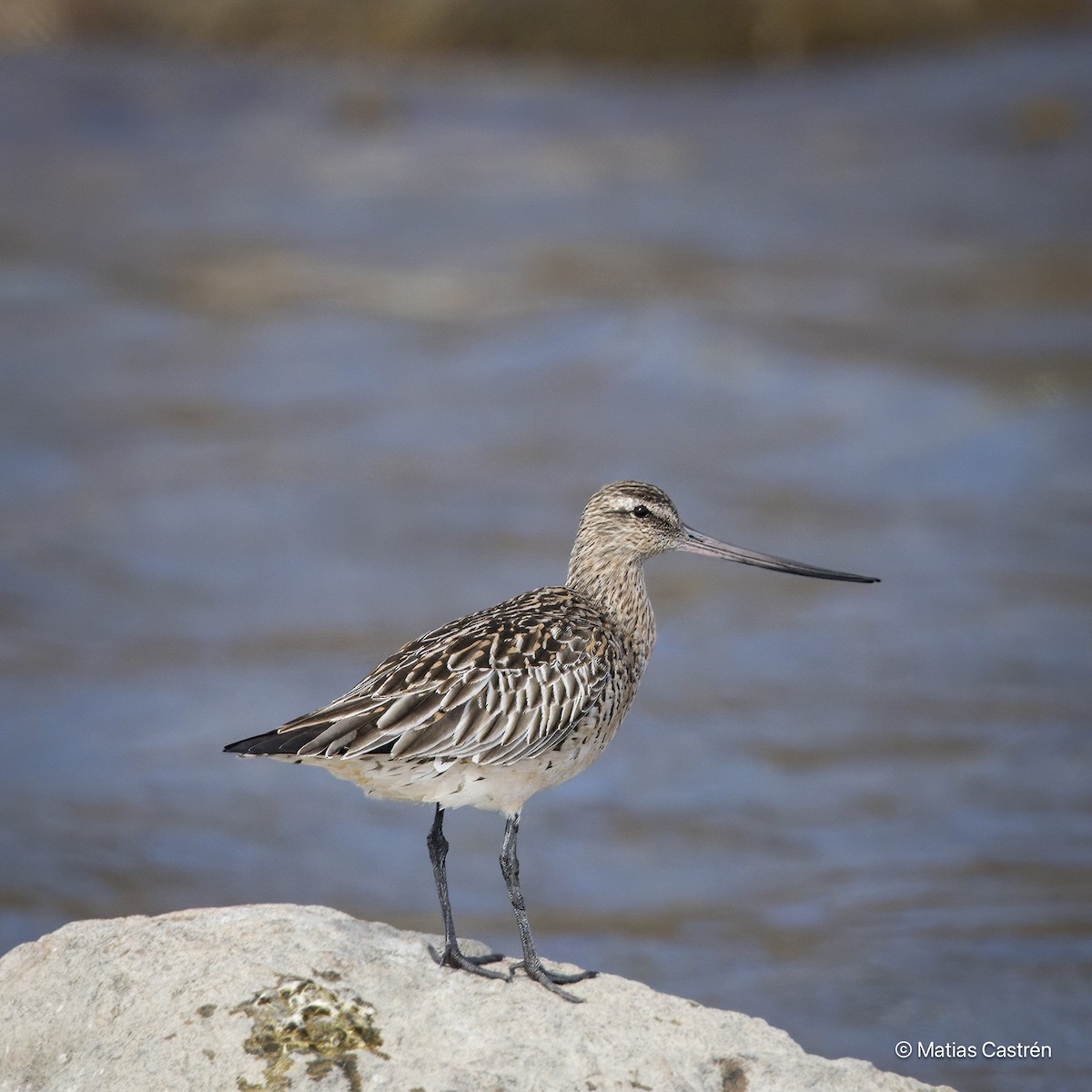 Bar-tailed Godwit - ML618564904