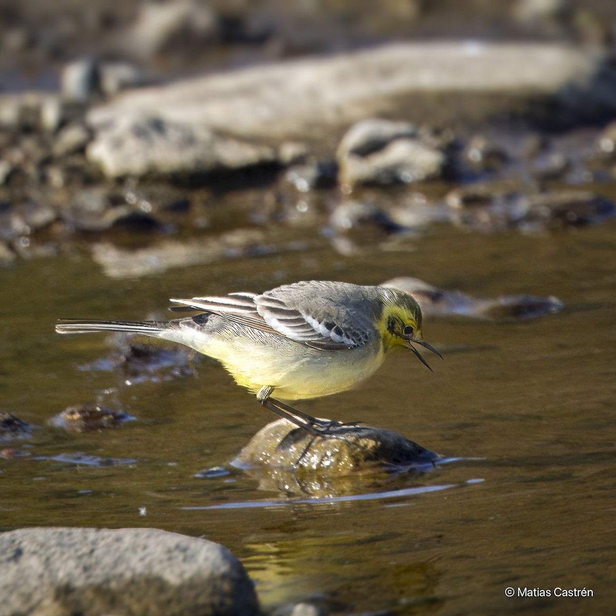 Citrine Wagtail - Matias Castren