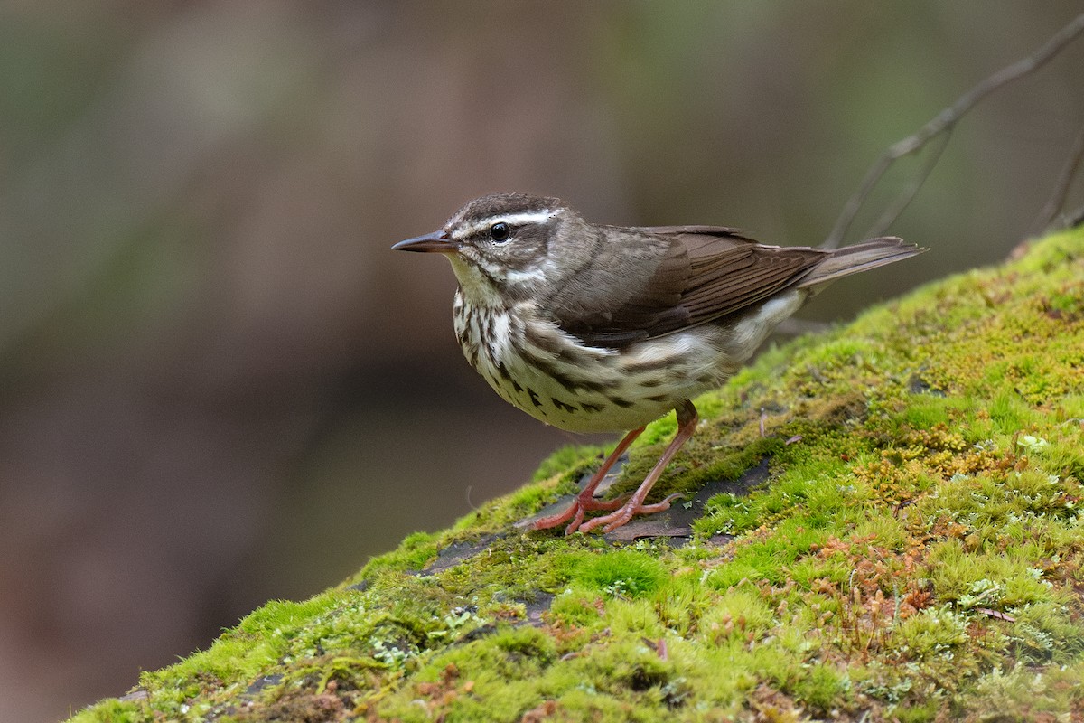 Louisiana Waterthrush - Ian Campbell