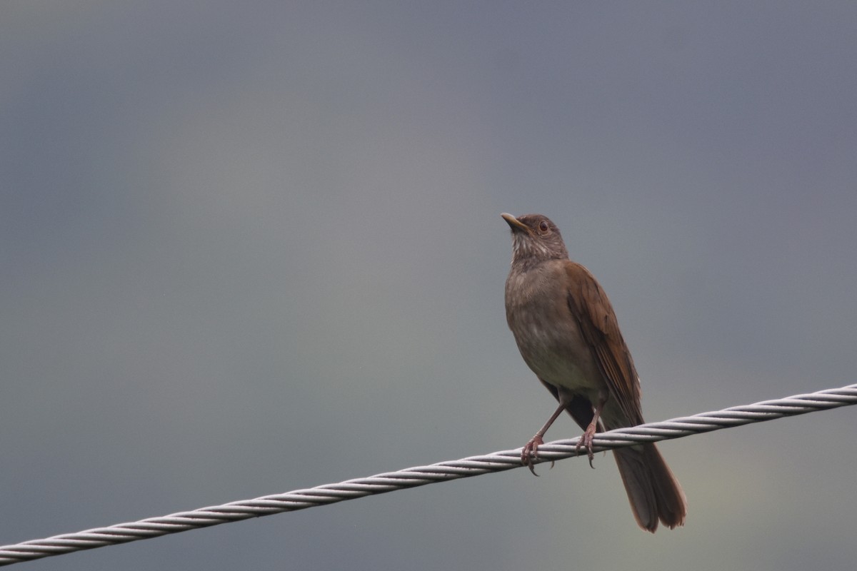 Pale-breasted Thrush - ML618564962