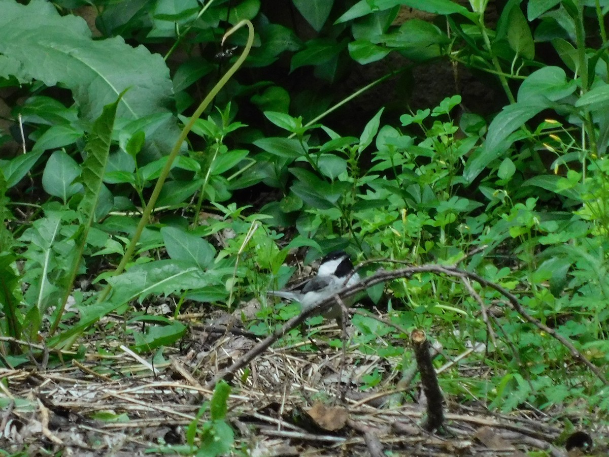 Carolina Chickadee - ML618564973