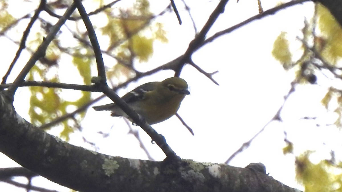 Yellow-throated Vireo - ML618564985