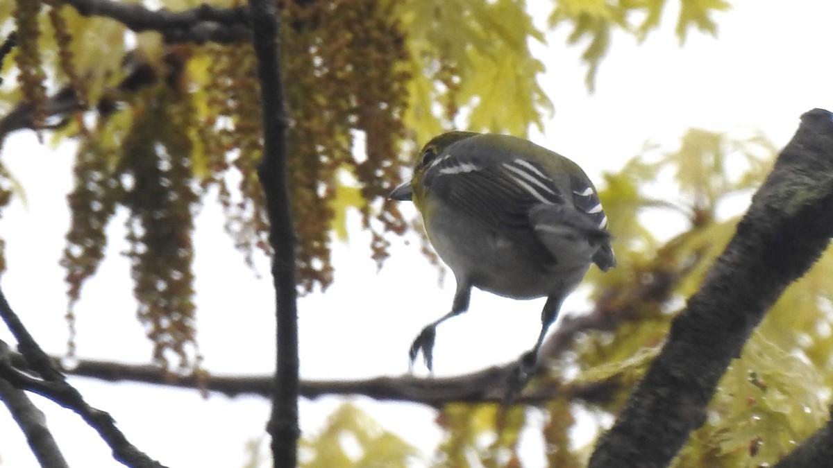 Yellow-throated Vireo - ML618565006