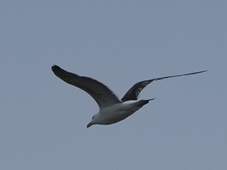 Great Black-backed Gull - ML618565009