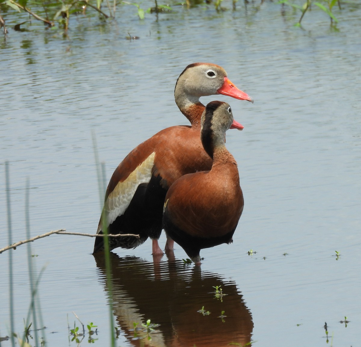 Black-bellied Whistling-Duck - ML618565037