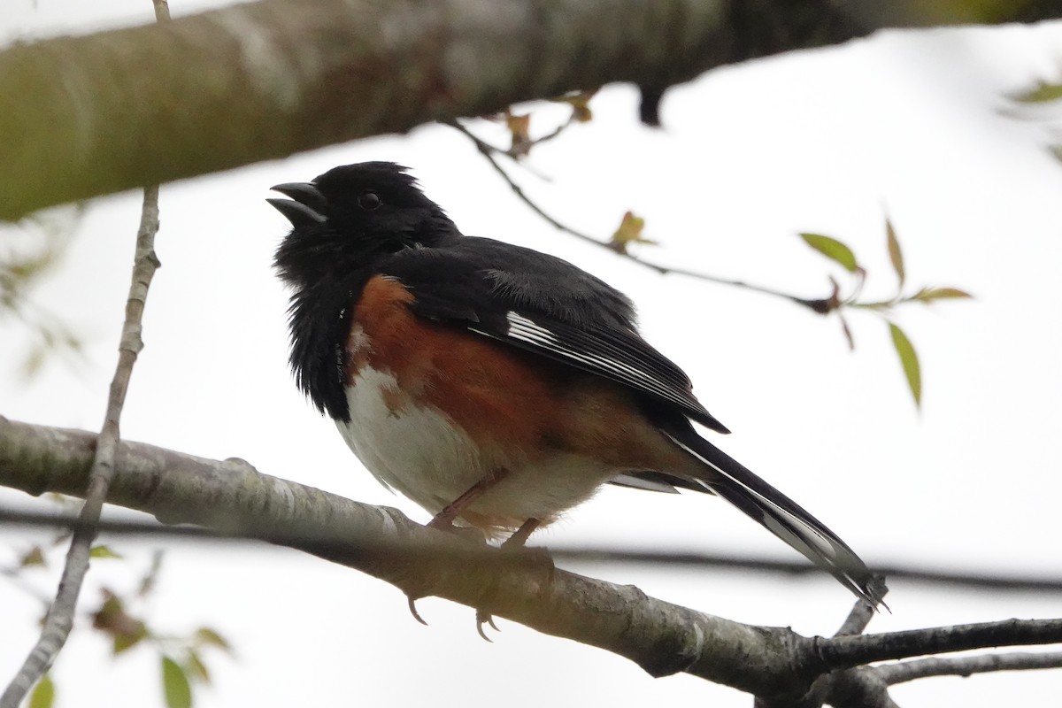 Eastern Towhee - ML618565086