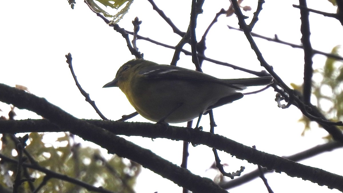 Vireo Gorjiamarillo - ML618565089