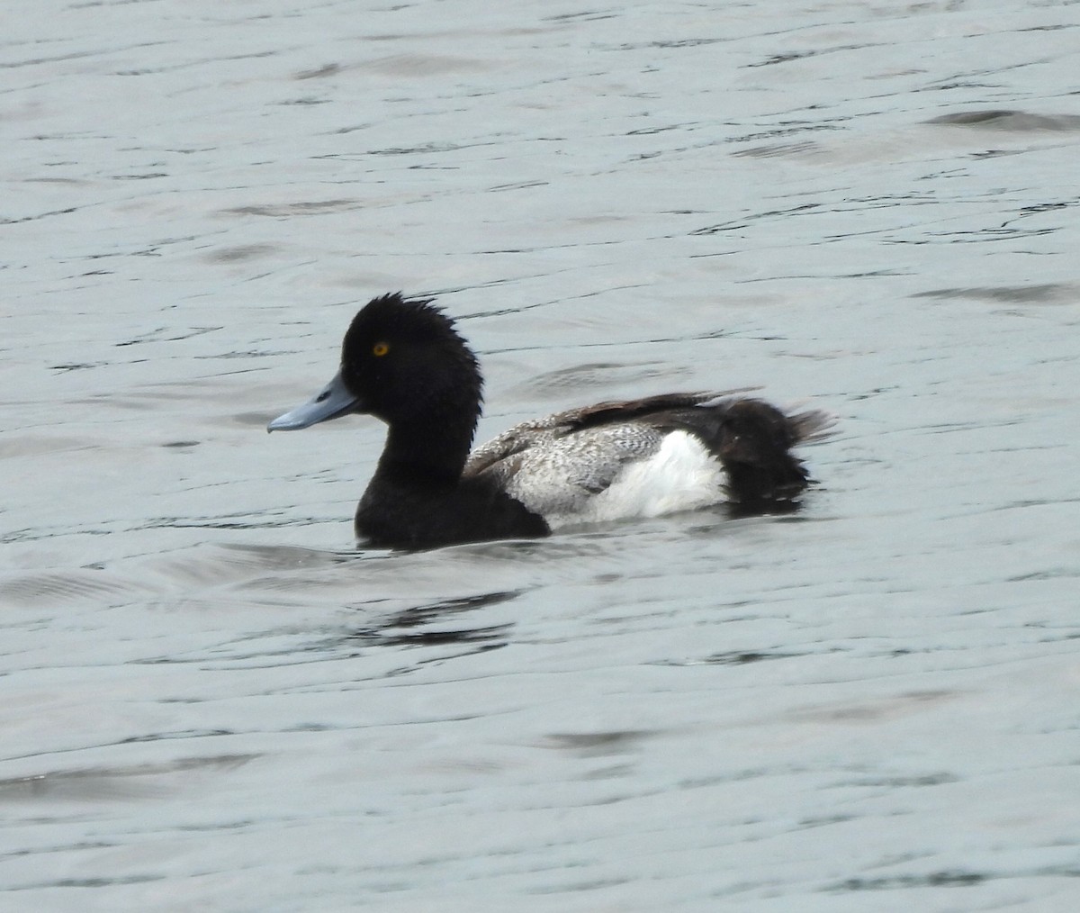 Lesser Scaup - ML618565093