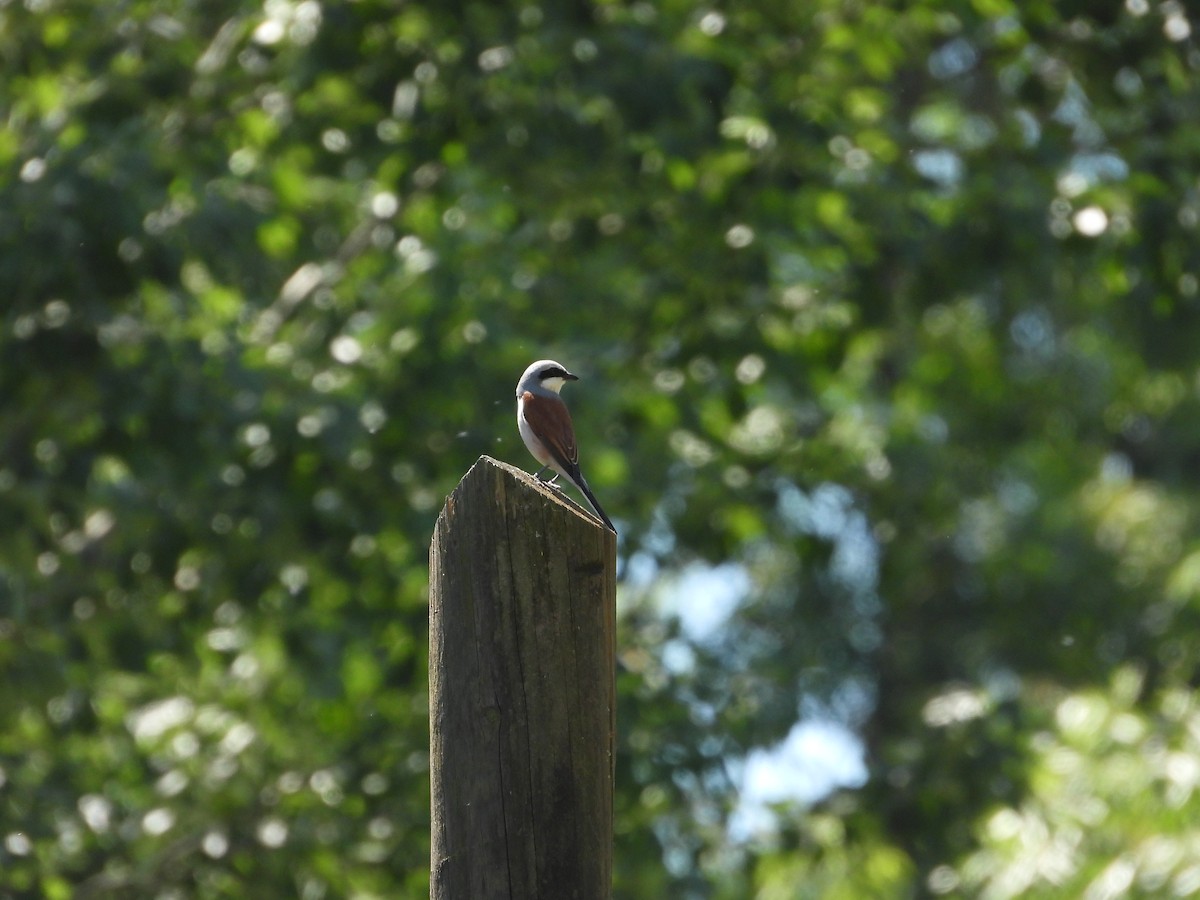 Red-backed Shrike - ML618565094