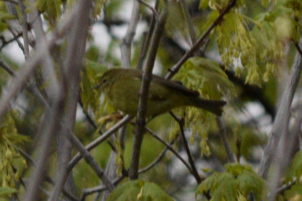 Orange-crowned Warbler - ML618565106