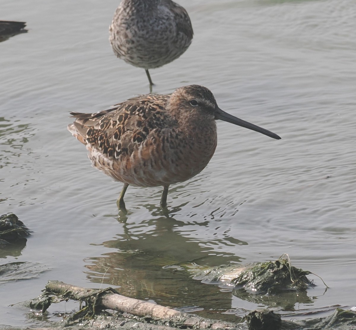 Short-billed Dowitcher - ML618565107