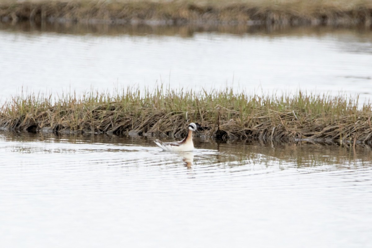 Wilson's Phalarope - ML618565118